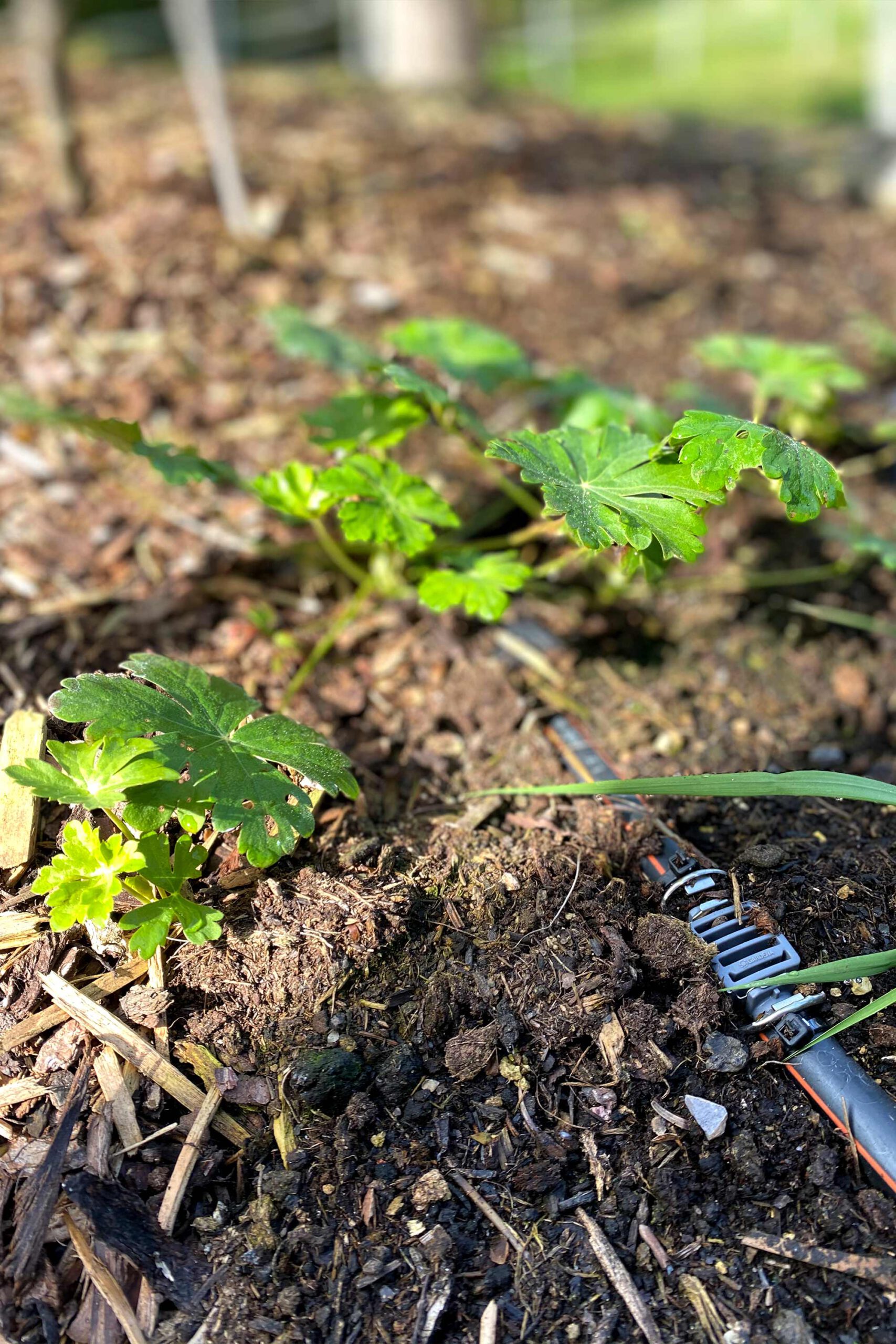 bolay-gartenbau_projekte_simi-haeusle_terrasse