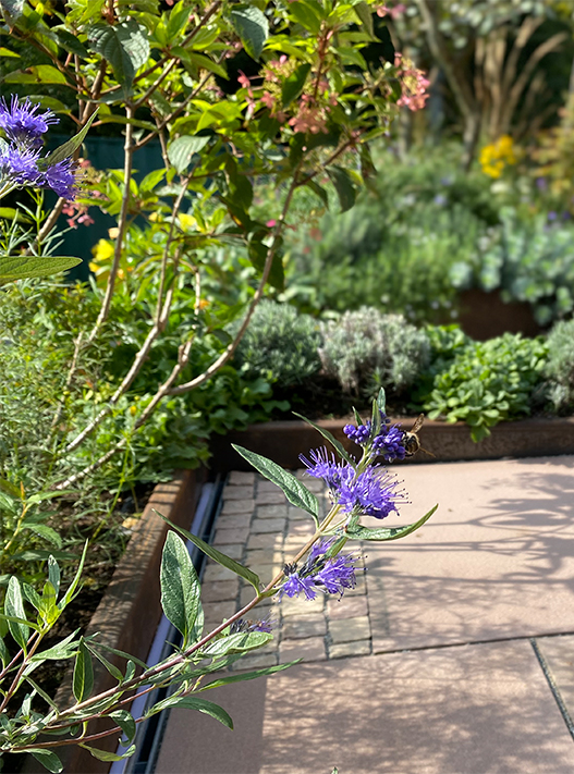 bolay-gartenbau_leistungen_pflanzen