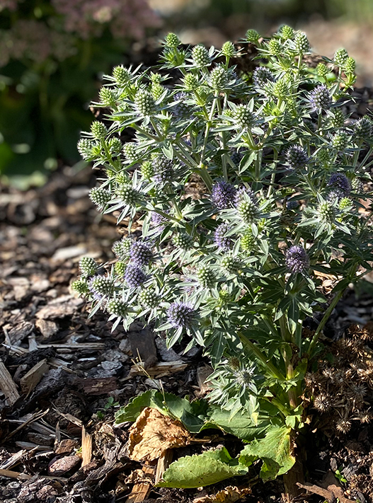 bolay-gartenbau_leistungen_pflanzen_02_949@2x