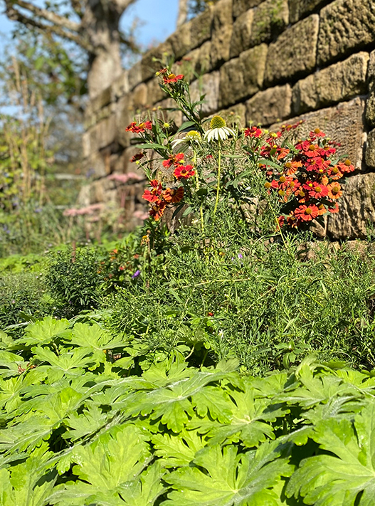 bolay-gartenbau_leistungen_pflanzen_06_949@2x