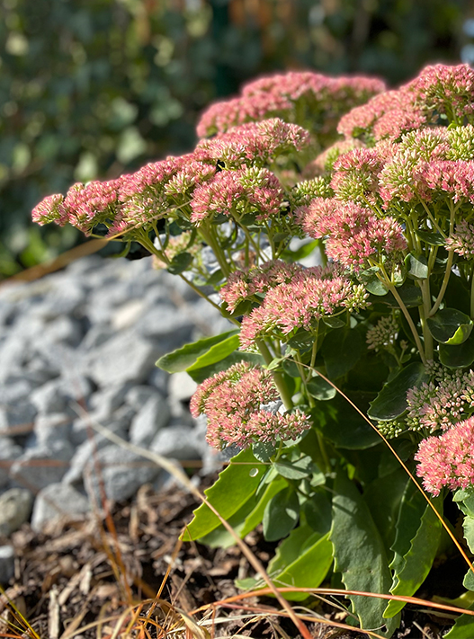 bolay-gartenbau_leistungen_pflanzen_08_949@2x