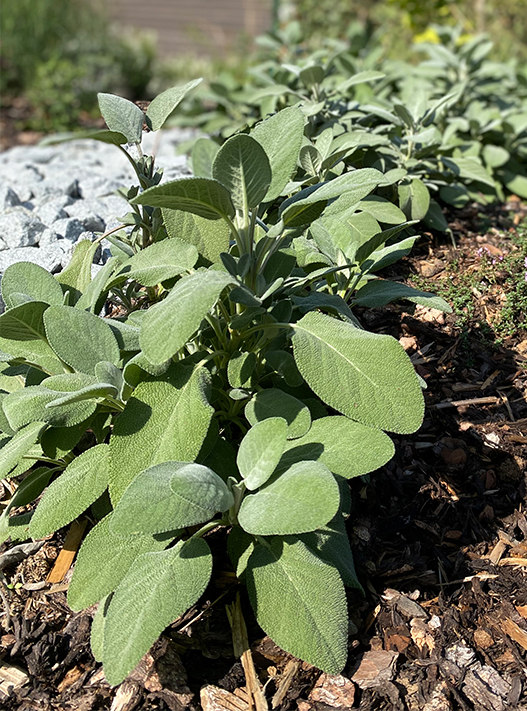 bolay-gartenbau_leistungen_pflanzen_10_949@2x