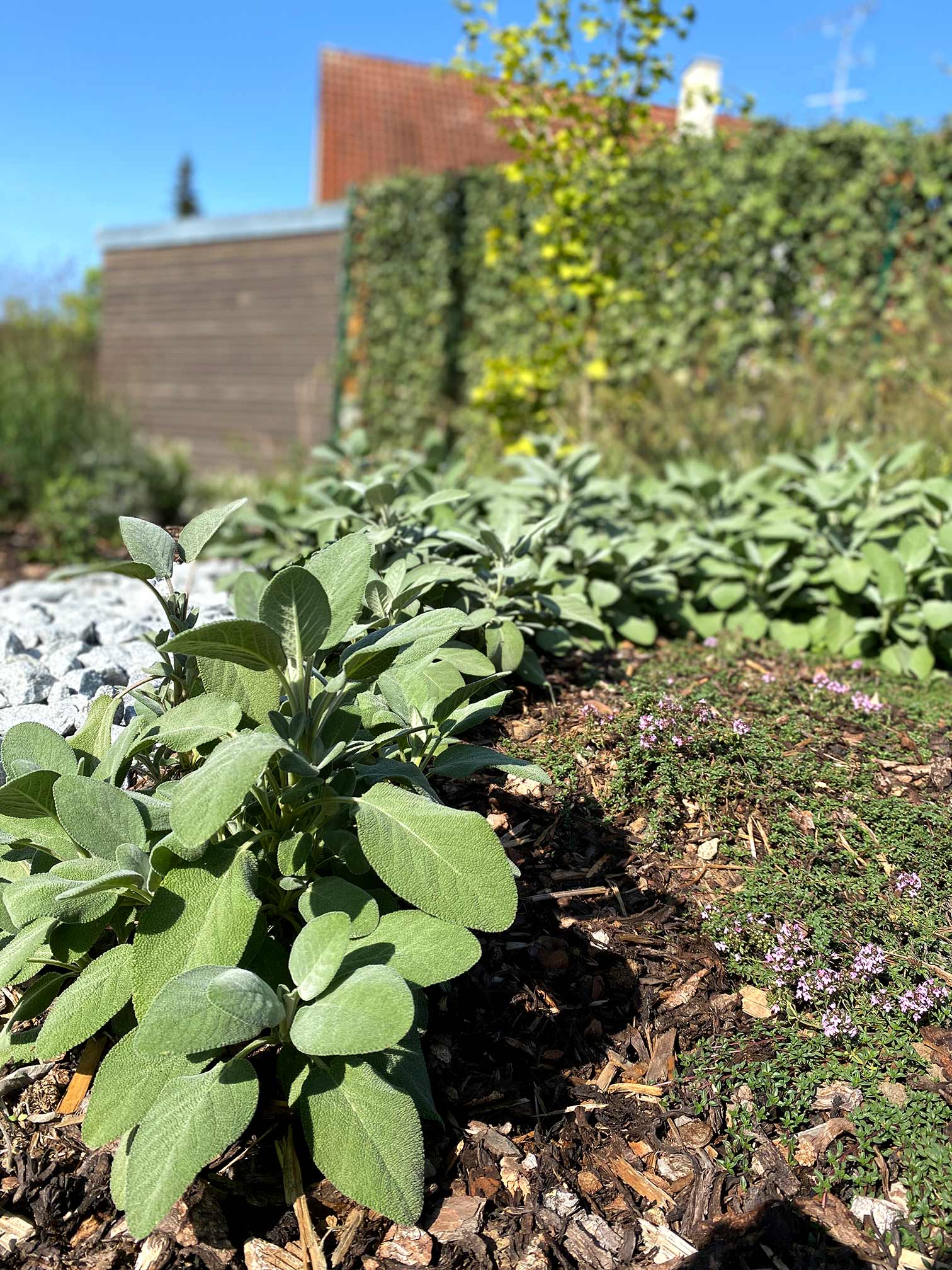 bolay-gartenbau_projekte_raffinierte-gartenanlage_bepflanzung