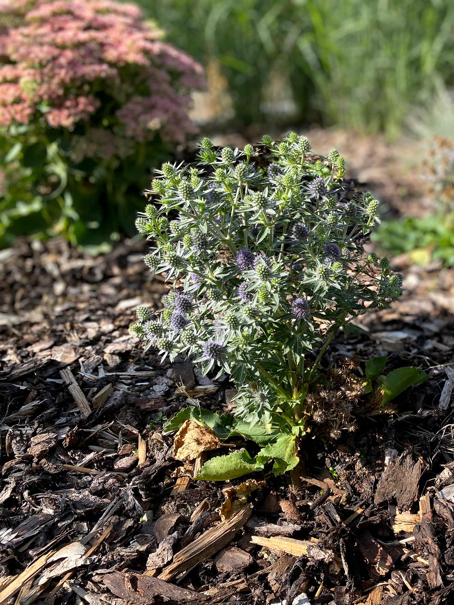 bolay-gartenbau_projekte_raffinierte-gartenanlage_bepflanzung